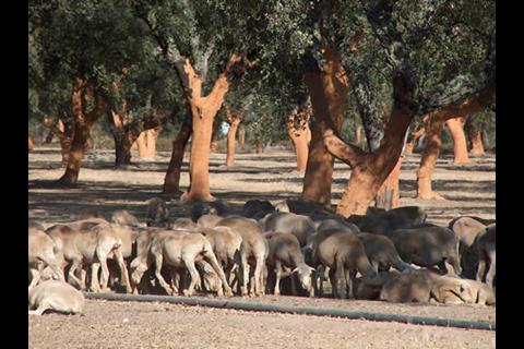 Sheep and cork oaks